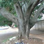 Beautiful banyan trees abound in the suburbs, unfortunaely ugly trash