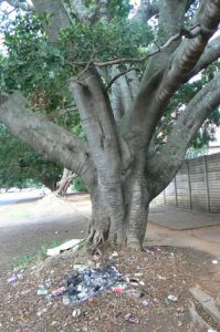 Beautiful banyan trees abound in the suburbs, unfortunaely ugly trash