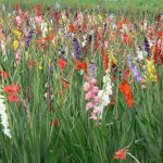 Argonne-Meuse Region: Flower Garden