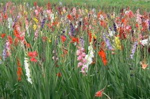 Argonne-Meuse Region: Flower Garden