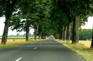 Argonne-Meuse Region: Rural Road