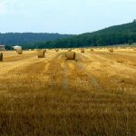 Argonne-Meuse Region: Argonne Forest and Hay Fields