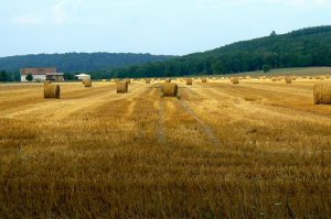 Argonne-Meuse Region: Argonne Forest and Hay Fields