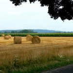 Argonne-Meuse Region: Argonne Forest and Hay Fields