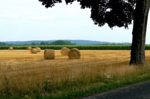 Argonne-Meuse Region: Argonne Forest and Hay Fields