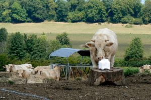 Argonne-Meuse Region: Apremont Village Locals