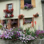 Argonne-Meuse Region: Fleville Village flowers