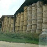 St George winter hay stored in the sheds