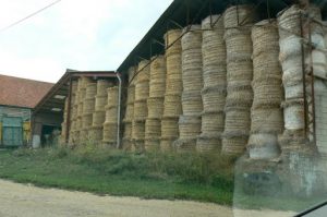 St George winter hay stored in the sheds