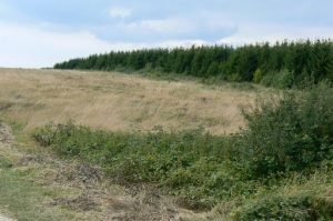 Patches of dense forest gave the Germans good cover along