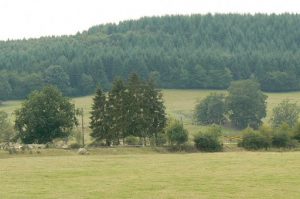 Argonne-Meuse Region: View of the dense Argonne Forest that was