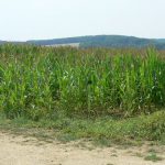 Argonne-Meuse Region: Village of Marcq fields. Today's smooth corn fields
