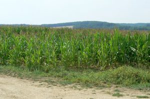 Argonne-Meuse Region: Village of Marcq fields. Today's smooth corn fields