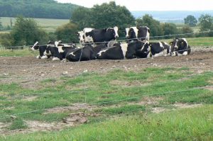 Argonne-Meuse Region: Village of Le Morthomme is surrounded by dairy