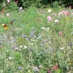 Argonne-Meuse Region: Champigneulle village wild flowers