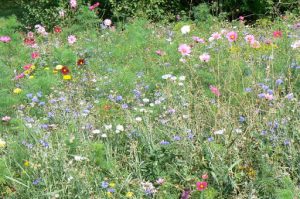 Argonne-Meuse Region: Champigneulle village wild flowers