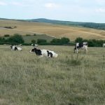 Dairy cows on St George pastures