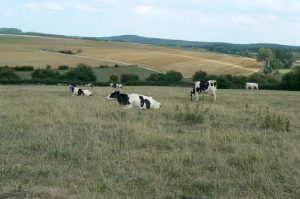 Dairy cows on St George pastures