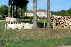 Argonne-Meuse Region: near Sivry-sur-Meuse Village