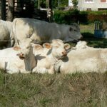 Locals near Romagne-sous-Montfaucon village