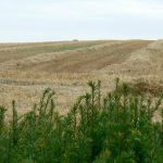 Argonne-Meuse Region: hay fields near the village of Sivry-sur-Meuse