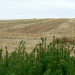 Argonne-Meuse Region: hay fields near the village of Sivry-sur-Meuse