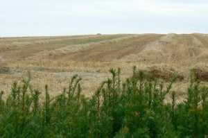 Argonne-Meuse Region: hay fields near the village of Sivry-sur-Meuse
