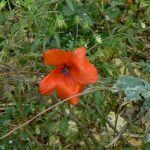 Poppy in a field by the American Memorial to the