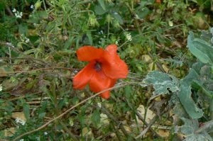 Poppy in a field by the American Memorial to the