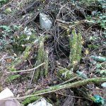 Discarded coils of barbed wire in the ravine; possibly from