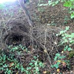 Discarded coils of barbed wire in the ravine; possibly from