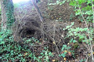 Discarded coils of barbed wire in the ravine; possibly from