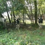 Cows standing next to the infamous woods covering the Ravin