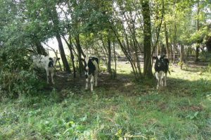 Cows standing next to the infamous woods covering the Ravin