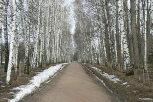 Road through the birches to Yasnaya Polyana estate