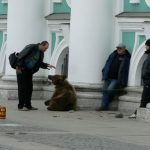 Pitiful image of a chained bear used for soliciting money