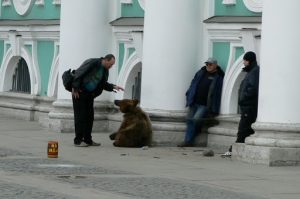 Pitiful image of a chained bear used for soliciting money