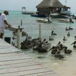 Pelicans waiting for scraps as fishermen clean their catch