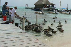 Pelicans waiting for scraps as fishermen clean their catch