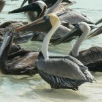 Pelicans waiting for scraps as fishermen clean their catch