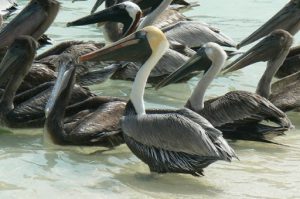 Pelicans waiting for scraps as fishermen clean their catch