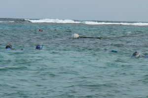 Reef snorkelers: what they see is shown in the following