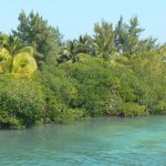 Mangrove trees along the water