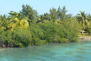 Mangrove trees along the water