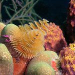 Christmas tree coral