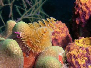 Christmas tree coral