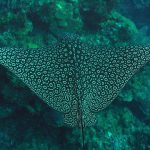 Eagle Ray