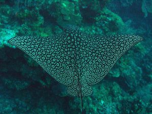 Eagle Ray