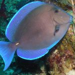 Blue Tang