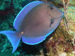 Blue Tang